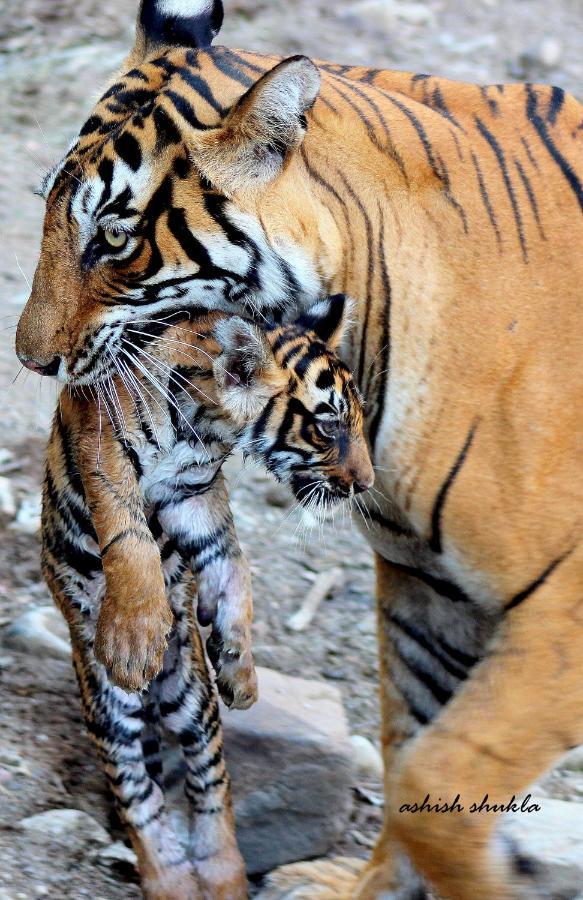 The Fern Ranthambore Forest Resort Rajasthan Sawai Madhopur Exterior foto